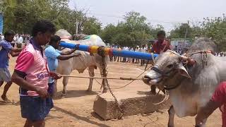 మార్థల చంద్రఓబుల్ రెడ్డి,చౌటపల్లె కోడిగుడ్ల పాడు సీనియర్స్ సైజ్లో 3వ బహుమతి 2839అడుగులు(60k)