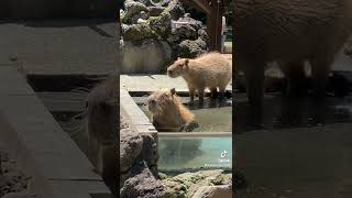 #カピバラ#capybara  #温泉 #お風呂が沸きました#埼玉こども動物自然公園