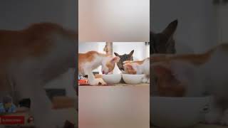 Milk and hungry cats #shorts #feedshorts #natgeo #animals #catlover #cats #mouse #doglover #crazy