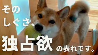 独占欲が強すぎる犬がよく見せるしぐさ