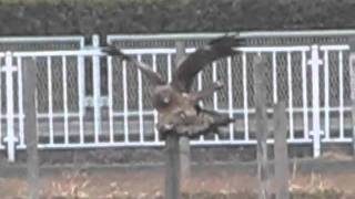 トビの交尾シーン Wild bird：　 The copulation scene of Black Kite