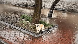 rain-soaked mother dog, protecting her puppies, helplessly barked at those who approached to help.