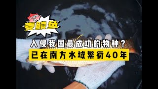 入侵我國最成功的物種？已在南方水域繁衍40年，但被人誤認為草魚