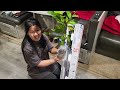 unboxing caimito star apple plant