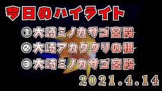 2021年4月14日のダイビングハイライト【石垣島】大崎三昧〜♪