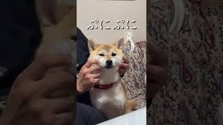 柴犬のほっぺはむにむにぷにぷに