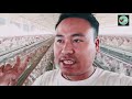 talk 144 one lakh layer farming in automatic battery cage system manipur poultry farm 9383116819