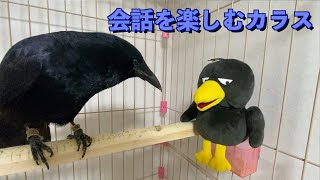 [ カラスの会話]