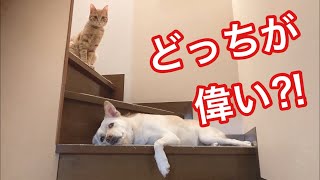 いつもいつも通せんぼされている犬がほんとはのんびりしてるだけ？？？　犬と猫　【なかよし犬と猫】【保護猫　保護犬　かわいい癒やし動画】【犬と猫どっちも飼ってると毎日たのしい】