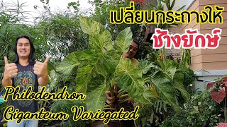 เปลี่ยนวัสดุปลูกฟิโลเดรดรอนหูช้างด่างเหลือง Philodendron Giganteum Variegated : หลงไม้ใบ EP.303