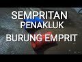 SEMPRITAN BURUNG EMPRIT CARA MENIUP SEMPRITAN BURUNG EMPRIT