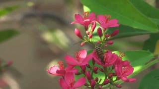 [HD] 蜜蜂與花 Bee and flower