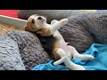 Should i Get a Beagle Puppy? Cute Beagle Puppies Compilation