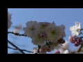 【函館】戸切地陣屋と笹流ダムの桜 （4k）【桜】