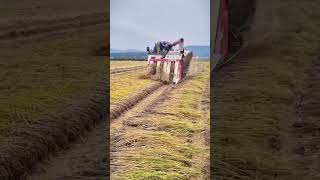 Teknik cerdas petani menggunakan mesin modern dan canggih untuk memanen padi di sawah #shorts