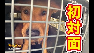 【猟犬】ようやく初対面！ #犬のいる暮らし #猟犬 #猪猟 #犬 #犬動画 #狩猟