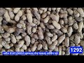 🔴 મગફળી ના ભાવ live groundnut trading price today in jasdan apmc january 1 2025