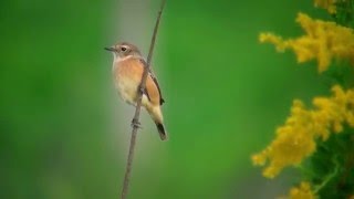 ノビタキ（4）セイタカアワダチソウ（秋ヶ瀬） - Stonechat - Wild Bird - 野鳥 動画図鑑