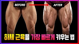 하체 근육을 키우는 가장 빠른 운동 방법!? (골격근량, 벌크업 원한다면)