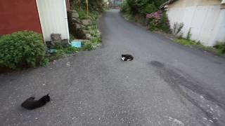 田代島の猫