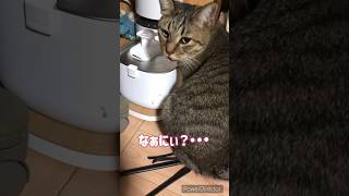 【水飲み猫】⛲️😽独特な水飲みスタイル💦👅【猫動画】#iphonex #cat #猫