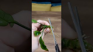 我這一刀下去，就可以繁殖出更多水草！Easy Tips to Propagate Anubias Aquarium Plants! #Shorts