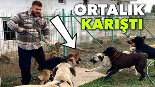 ALMAN KURDU ESCOBAR GELDİ KÖPEKLER BAKIN NE YAPTI!