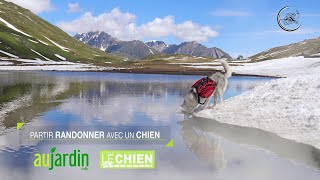 Randonner avec le chien sportif