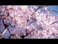 Seri Yoko- Shiki no uta [ 芹洋子 四季の歌 ] HD (Song of 4 Seasons)