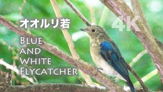 野鳥撮影・ 野鳥動画・富士山で出会った「オオルリ」若の水飲み 4K