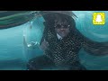 Gunna - 3 Headed Snake (Clean) Ft. Young Thug (Drip or Drown 2)