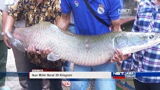 Perburuan Ikan Raksasa Araipama Di Sungai Brantas