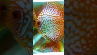 棋盤鴿子紅七彩神仙魚 Pigeon checkerboard Discus