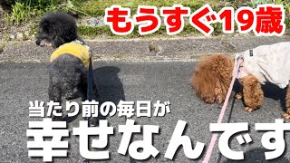 【トイプードル 18歳】もう少し〜19歳になるミッキーは今日も穏やかな朝を過ごしました#ハイシニア犬#シニア犬#老犬