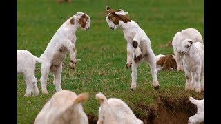 Most Funny and Cute Baby Goat Videos Compilation 2017