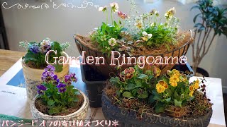 【寄せ植え】パンジービオラの寄せ植えづくり🌼ヌーヴェル・ヴァーグ/ラピスラズリ/クレールドゥリュンヌ/マリア/ときめきビオラ【ガーデニング】