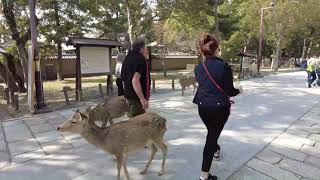 Todai-ji temple garden short walk (Nara, Japan)