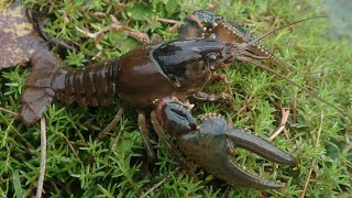 Geknobbelde Amerikaanse rivierkreeft/Northern Crayfish (Faxonius virilis)