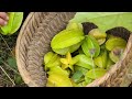 full video 30 days of fruit picking taking care of farrowing pigs and the missing son mi mủi