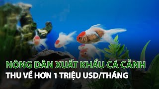 Nông Dân xuất khẩu Cá Cảnh thu về hơn 1 triệu USD/tháng| VTC14