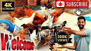 مرغیوں کو کس قسم کی خوراک دینی چاہیے ||What Type of Food Should be Given To Hens