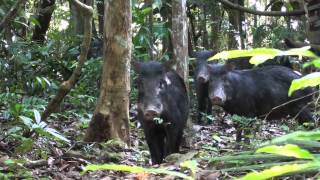 White-lipped Peccary (Tayassu pecari, Link, 1795)