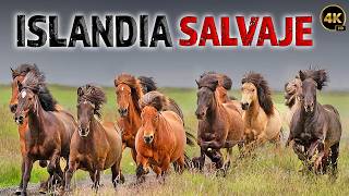 La Vida Salvaje y los Animales Interesantes de Islandia | Documentales Completos en Español