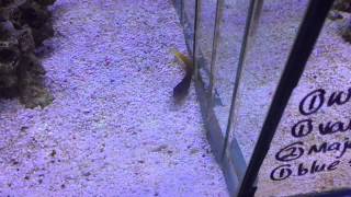 Bi Colour Blenny is a must for every reef aquarium