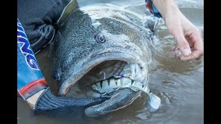 Murray Cod Plastics: IGNITE Cod Fury 220mm
