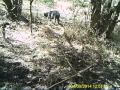 swamp area march 2014 feral pigs