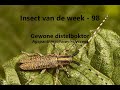 Insect van de Week 98: Gewone distelboktor