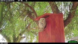 A Day In the Life at a Western Screech Owl Nestbox