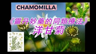 《靈丹妙藥的同類療法》- EP50 - 洋甘菊 Chamomilla