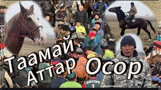 Осор акенин Таамай жараган Аттары